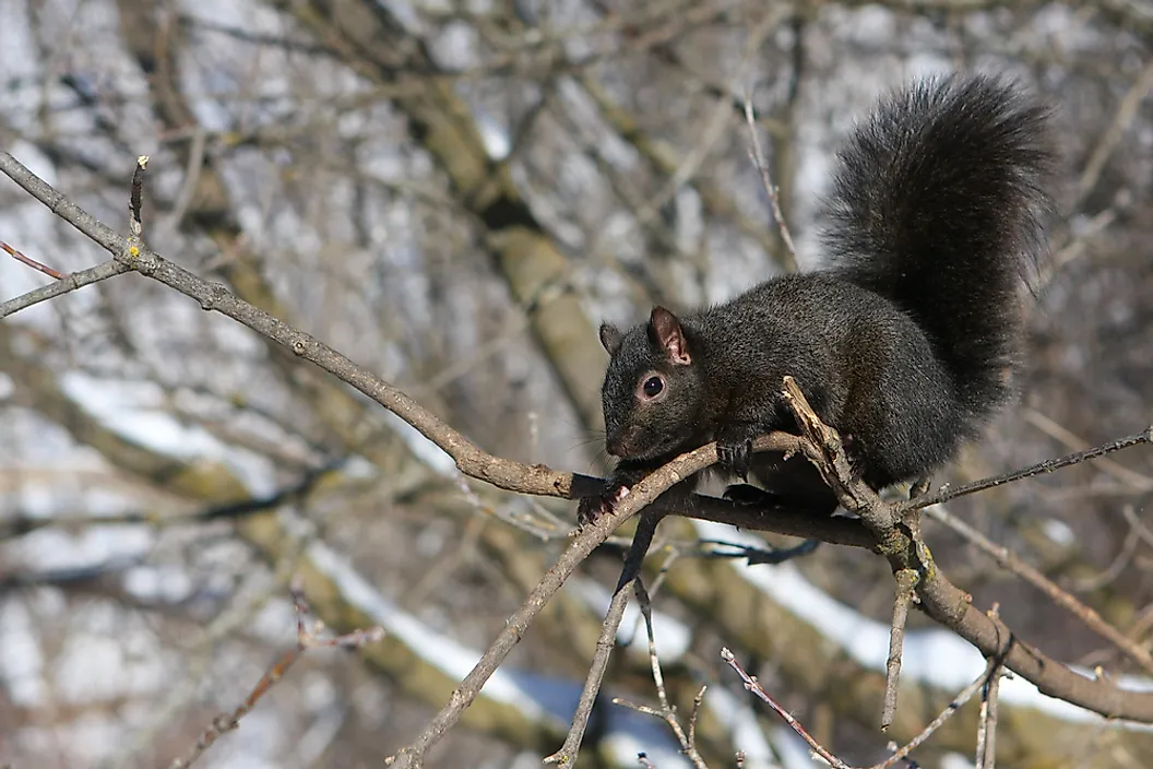 Black squirrel